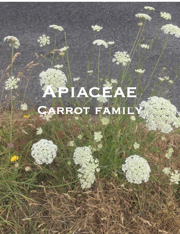 Carrot fam bonus-pdf