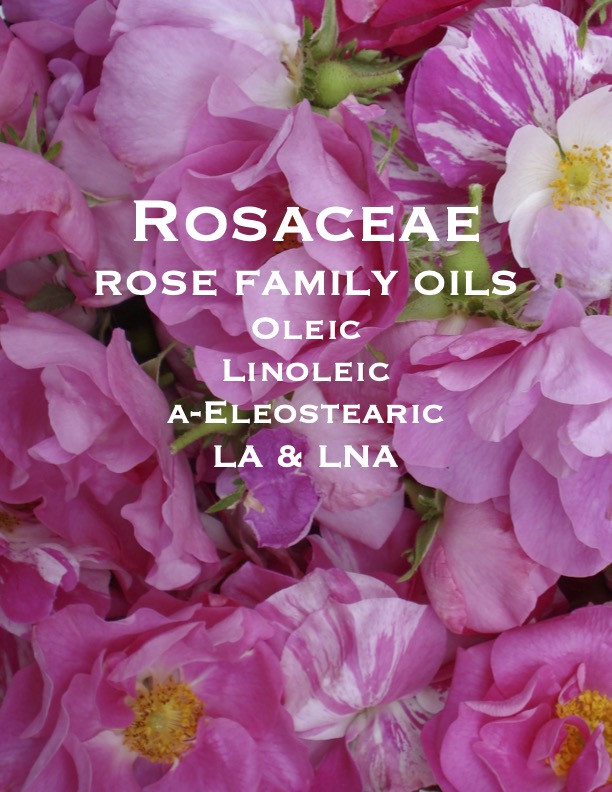 Rose family Bonus-pdf