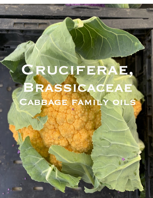 decoded bonus cabbage-pdf