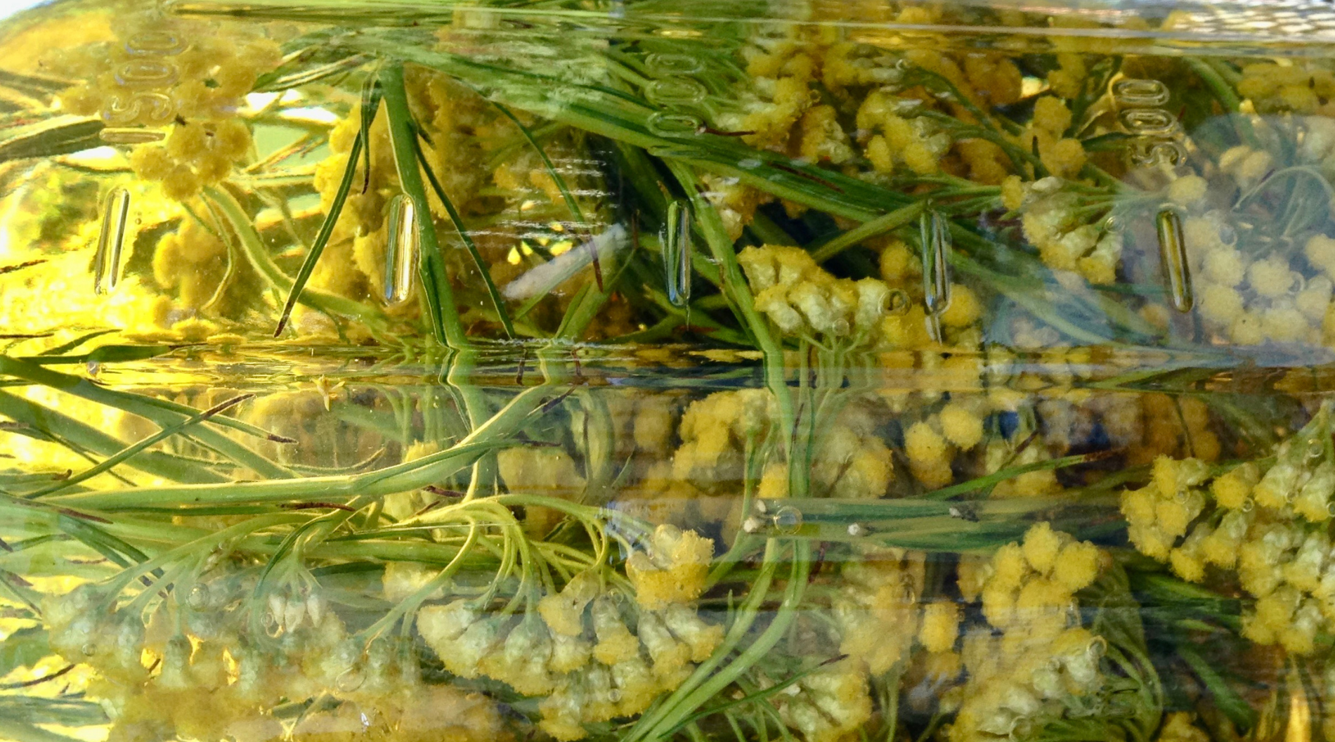 Infusing (3)