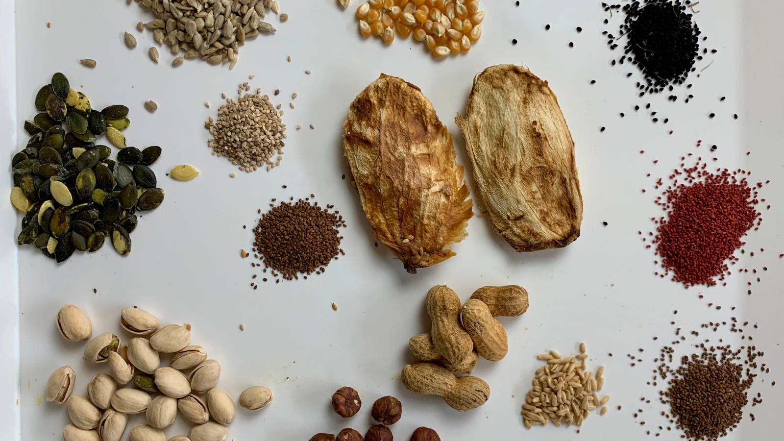 assorted dried seeds on grey background