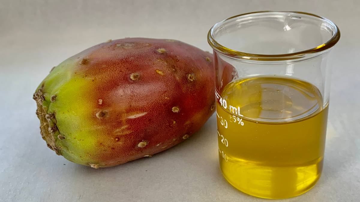 Prickly pear seed oil in a glass beaker next to fresh prickly pear fruit