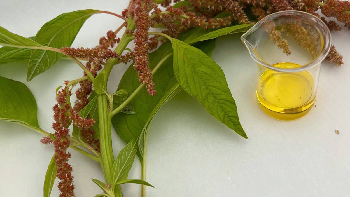 Amaranth Seed Oil amaranth seed oil in glass beaker with fresh amaranth plant leaves and seeds