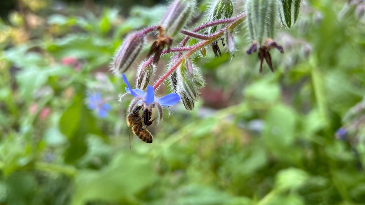 Borage flower with Bee Bee on a borage flower