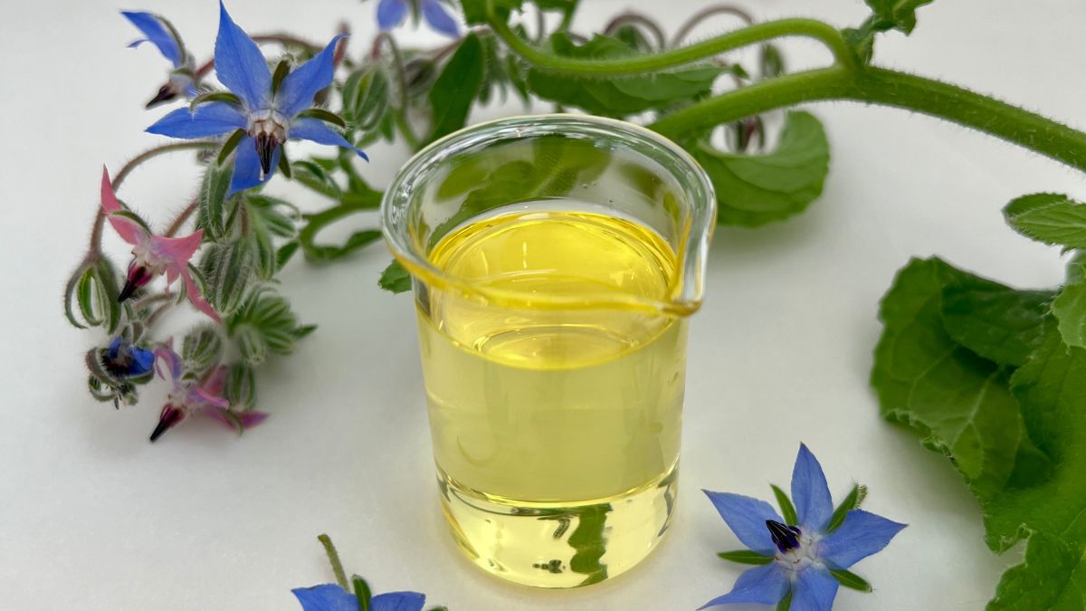 Borage Seed Oil borage seed oil in glass beaker surrounded by fresh blue borage flowers and green stems