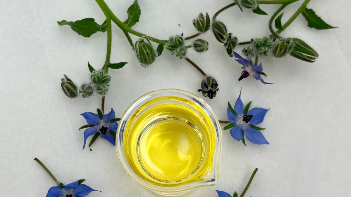Borage seed oil in glass beaker with fresh blue borage flowers and stems