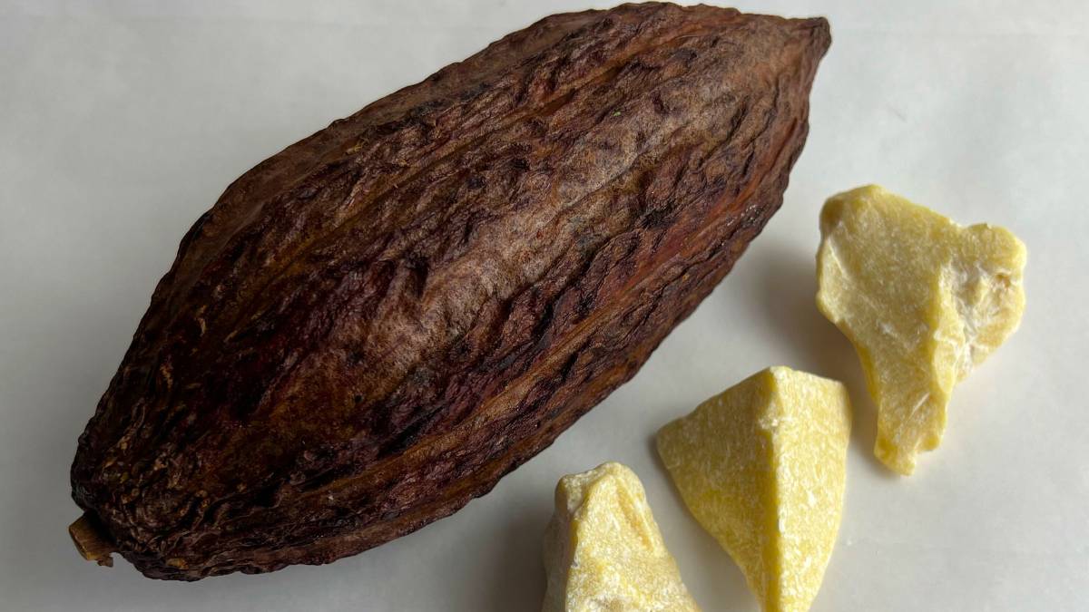 Cocoa Butter cocoa pod with cocoa butter chunks