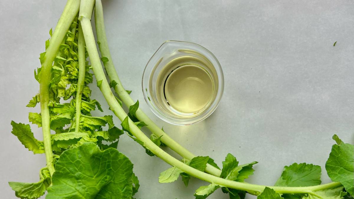 daikon radish seed oil in glass beaker with fresh daikon radish and tops