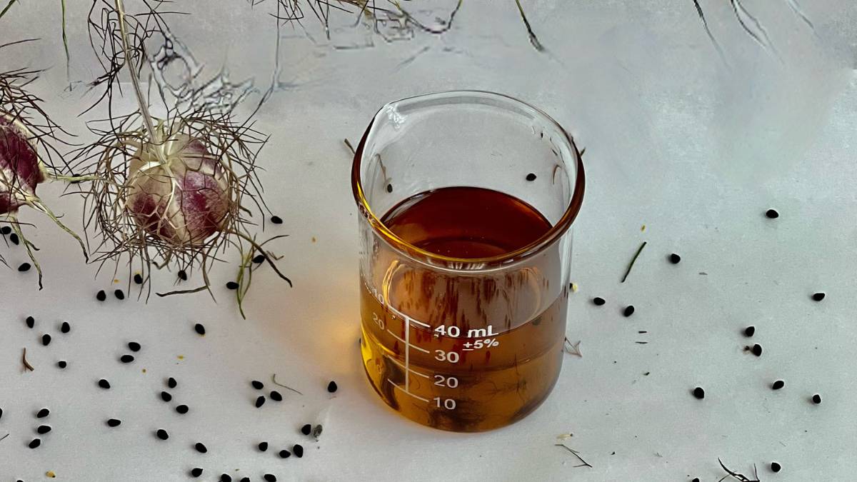 Nigella Seed Oil Nigella seed oil in beaker with dried flower tops
