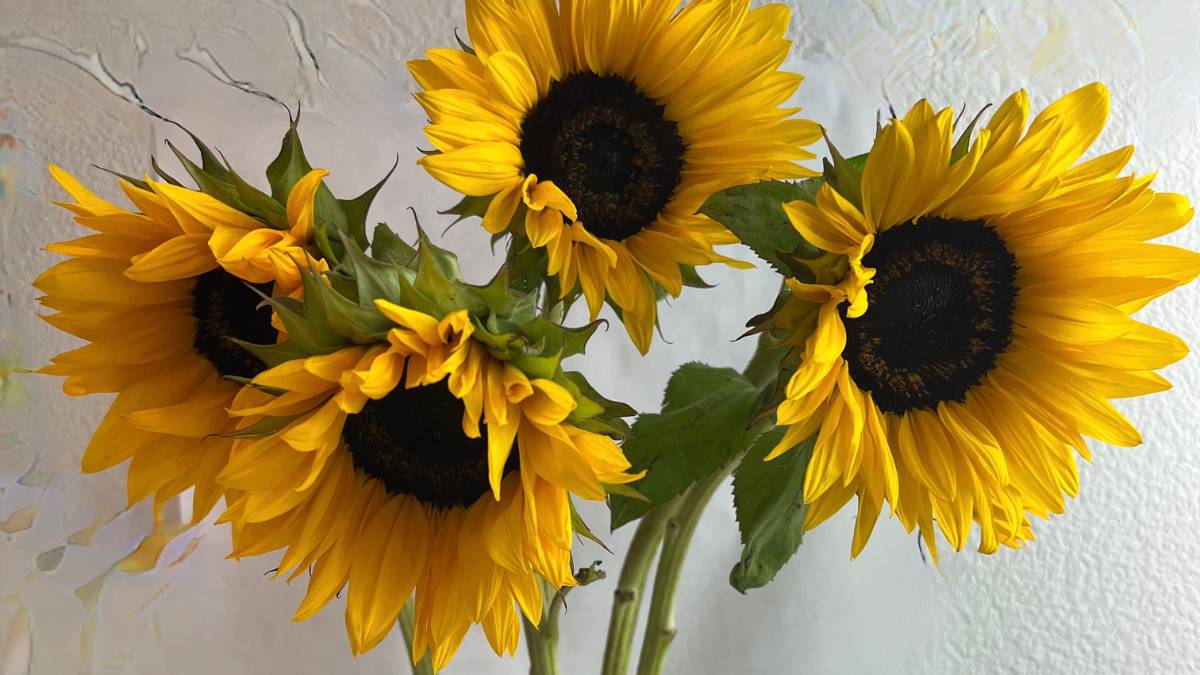 closeup of four sunflowers