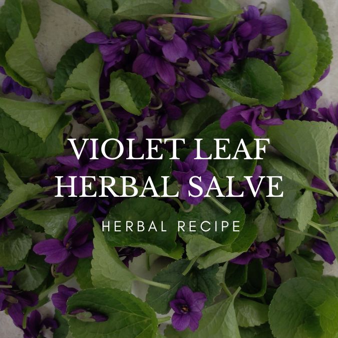 Violet Leaf herbal Salve