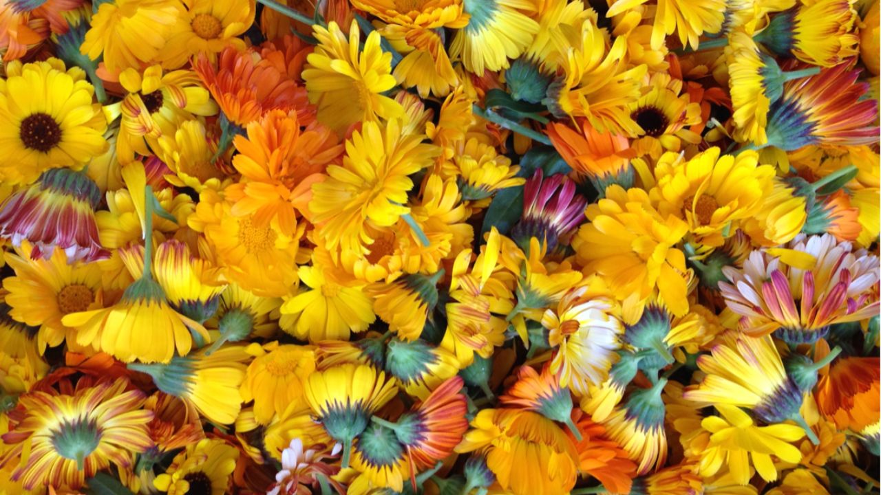 calendula petals for infusing