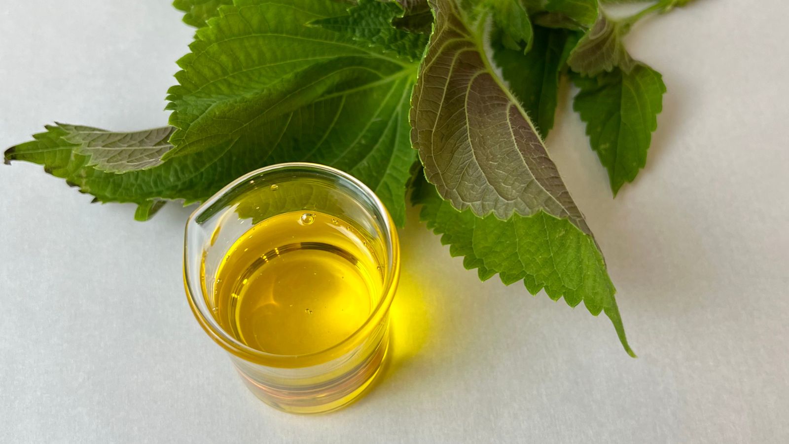 perilla oil in beaker with fresh plant leaves